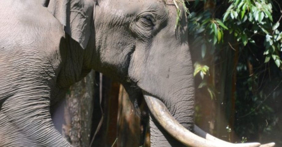 Ny hun-elefant flytter ind i Safaripark