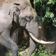 Ny hun-elefant flytter ind i Safaripark